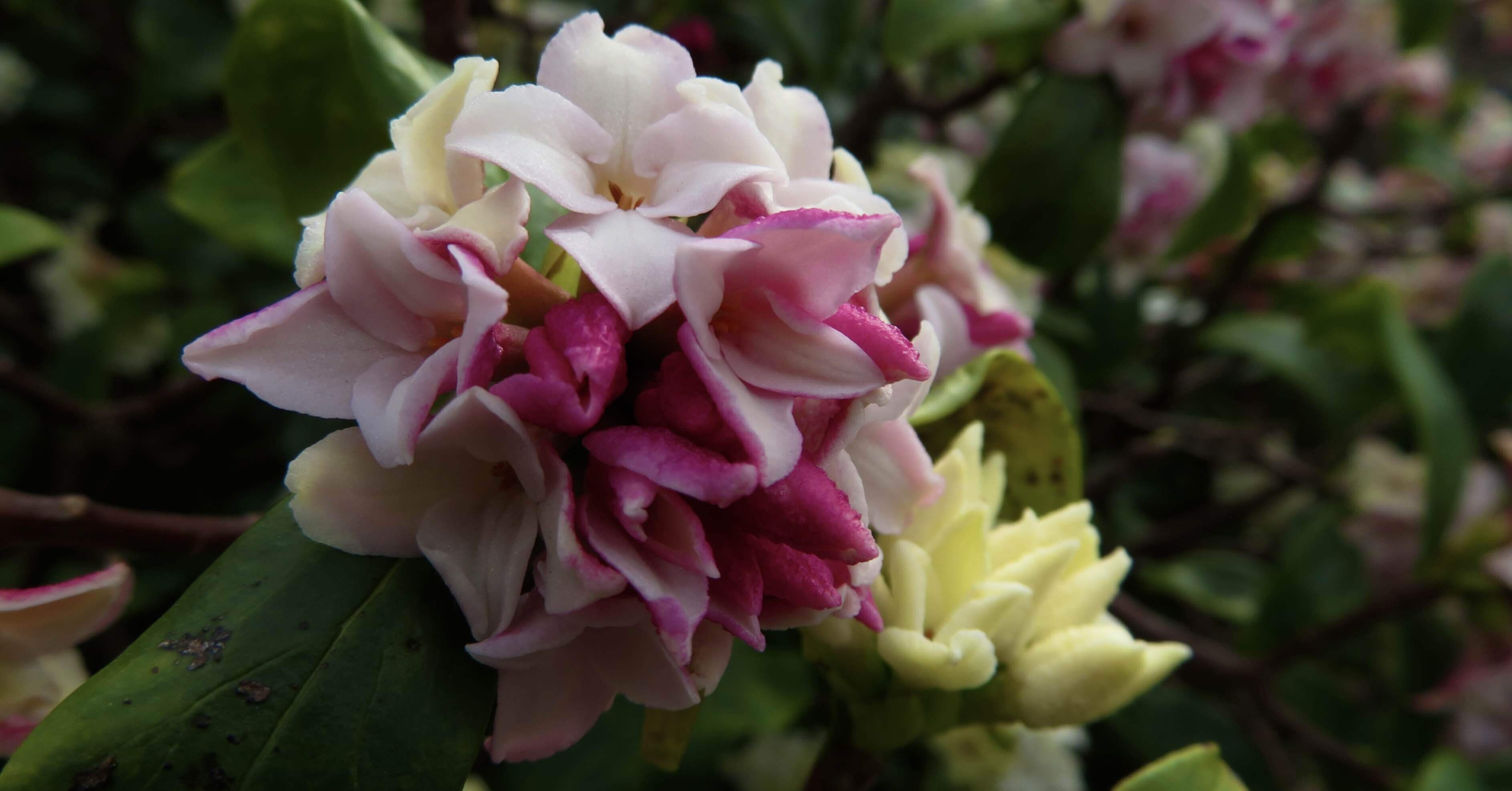 俳句写真 沈丁花の香り シラサギ フタバ 俳句写真 Note