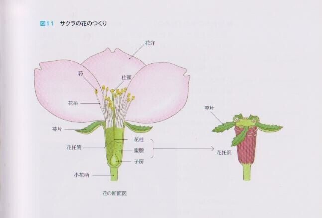 ソメイヨシノとケイオウザクラ Goku Note ソメイヨシノとケイオウザクラ Goku Note