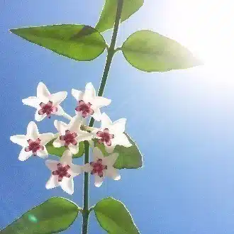 イケダアヤ