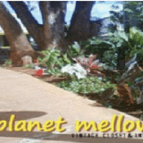 Planet　mellow