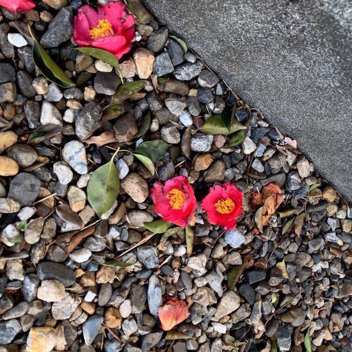 椿の花がとても綺麗に咲いていました 3月になりその花が落ちても綺麗だなと思いました また明日も良い日になりますように ニュイ 宇宙人の嫁 Note