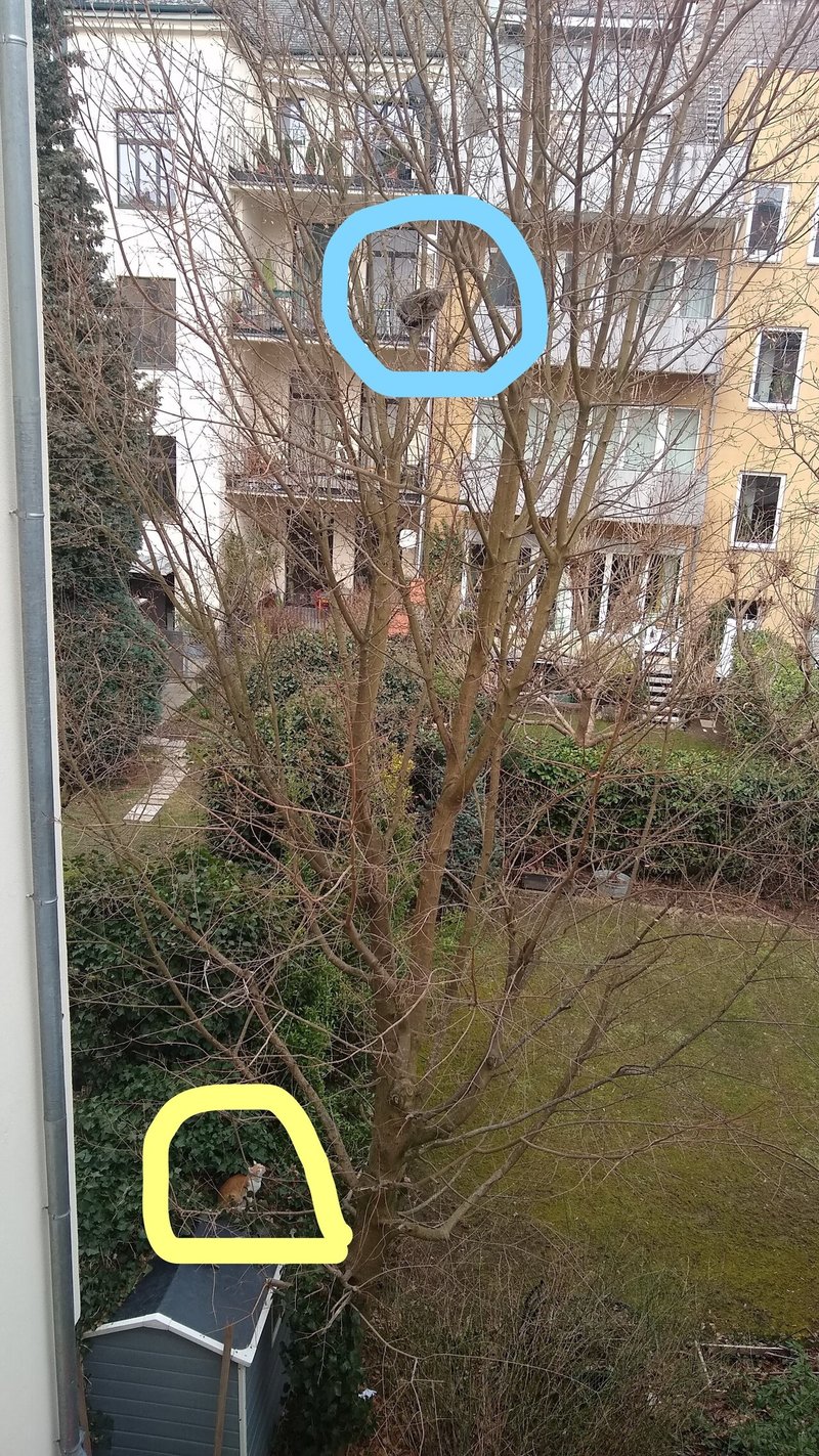 縄張り争い Sleepy Sheep Note