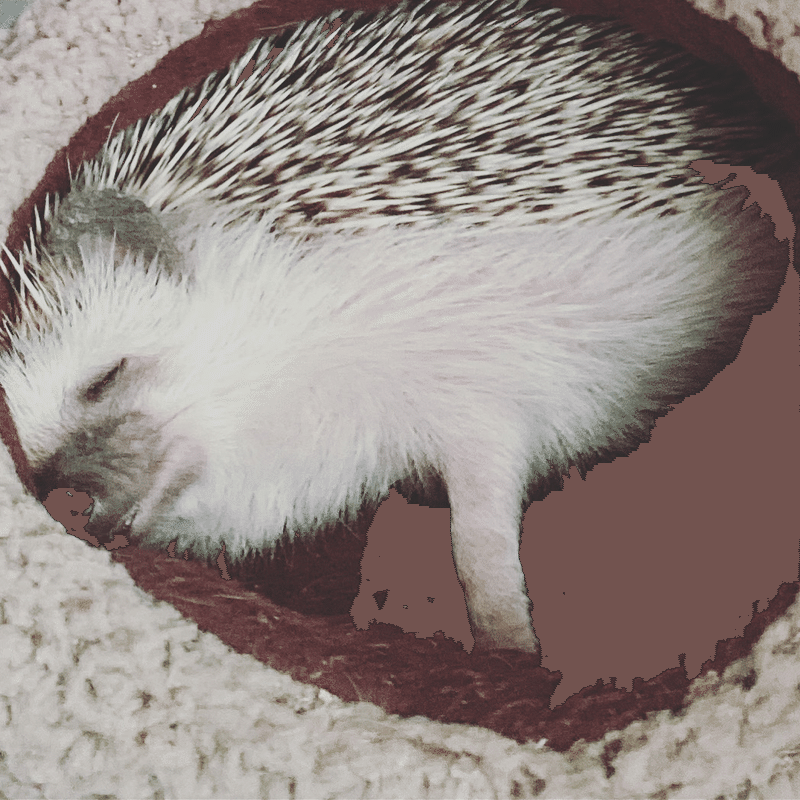 ハリネズミはかわいいと言いたい件 あやの Note