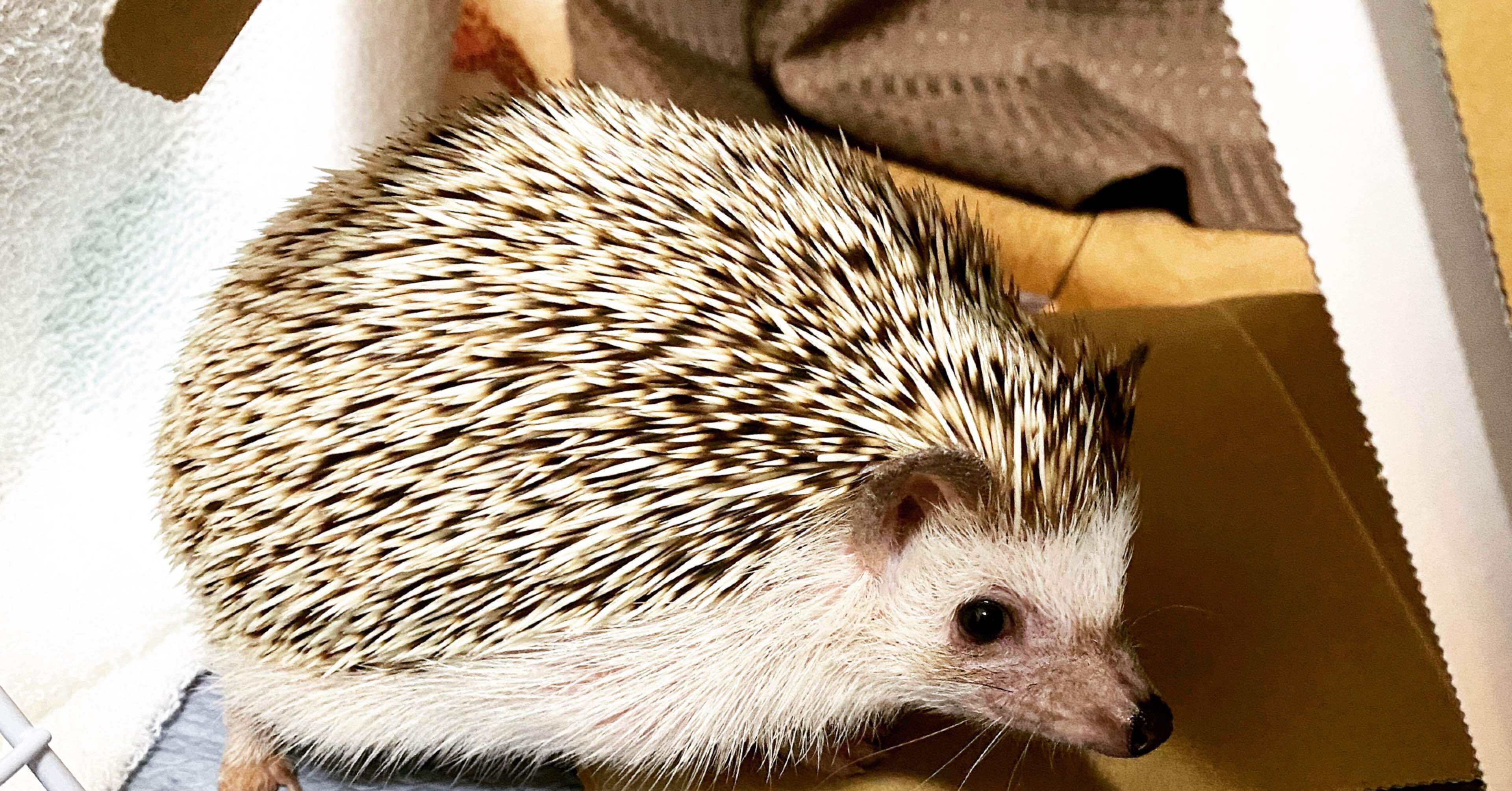 ハリネズミはかわいいと言いたい件 あやの Note ハリネズミはかわいいと言いたい件 あやの Note