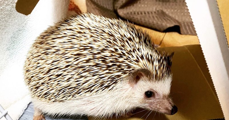 ハリネズミはかわいいと言いたい件 あやの Note