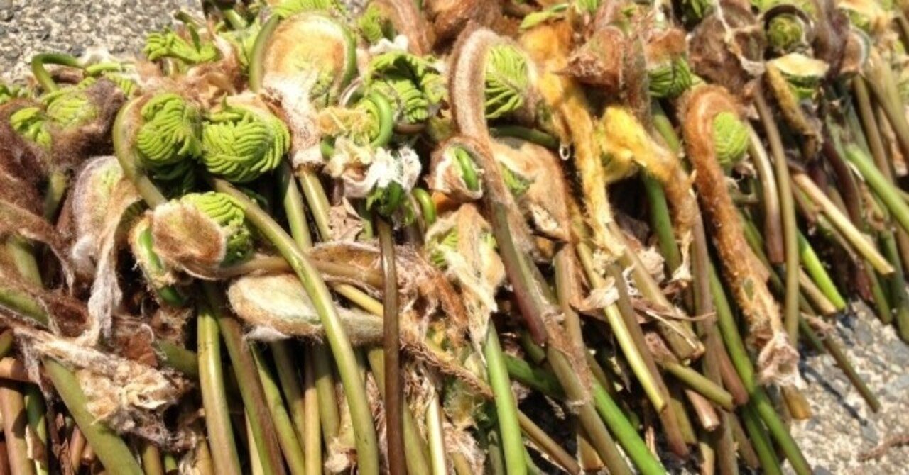 週末投稿 つれづれ有用植物 74 ゼンマイ科ゼンマイ属 ゼンマイ Pingubanana Note