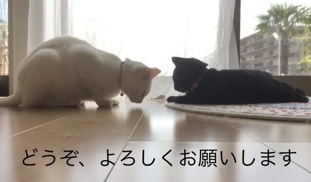 画像14