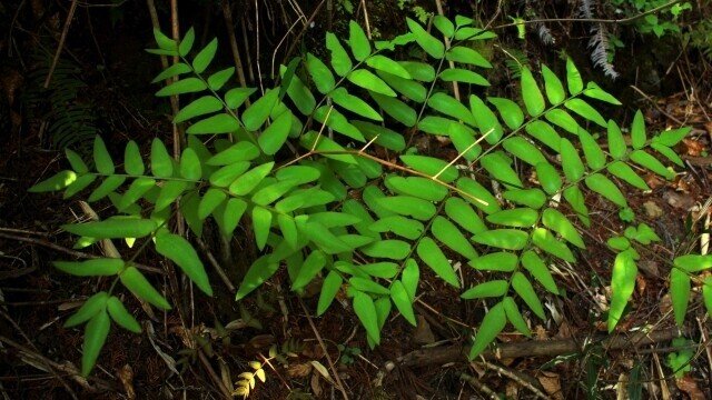 週末投稿】つれづれ有用植物＃74（ゼンマイ科ゼンマイ属：ゼンマイ