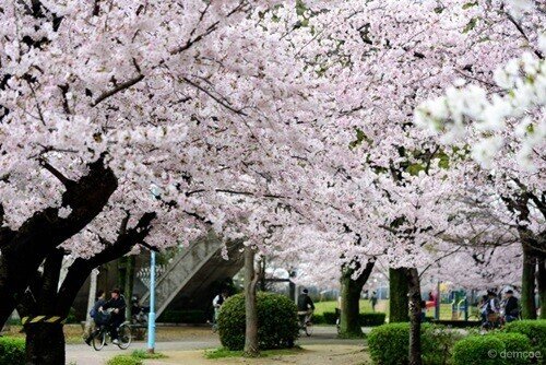 お花見 四日市の「お花見スポット 2025」 🌸十四川堤防 桜並木 📍近鉄