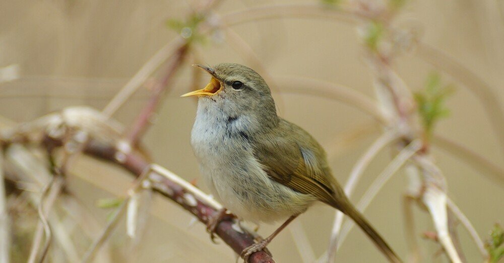 雀の鳴き声 スピリチュアル