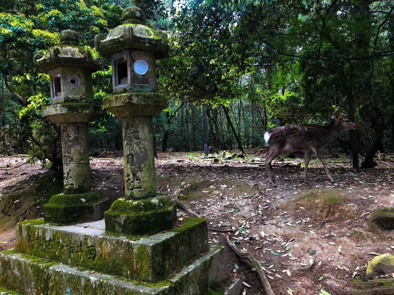 鹿がつなぐ、文化遺産と老舗商店とサッカークラブ〜フットボールの
