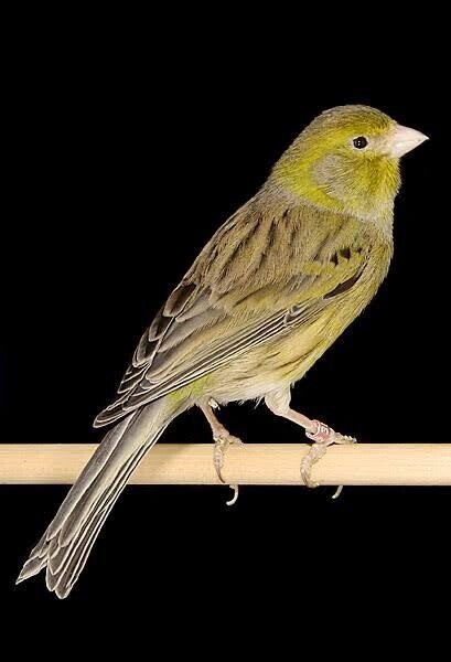 第1503回 カナリアの仲間｜翆野 大地