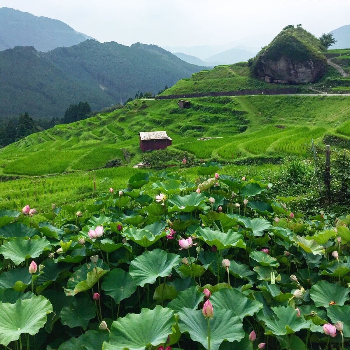 ハスとレンコンって何が違うの ハスとスイレンは何が違うの ハスつか Note ハスとレンコンって何が違うの ハスとスイレンは何が違うの ハスつか Note
