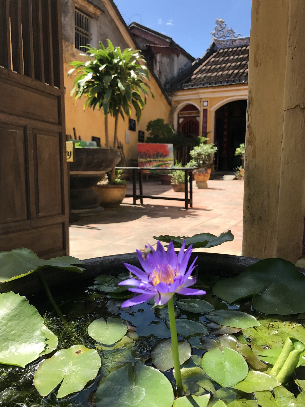 ハスとレンコンって何が違うの ハスとスイレンは何が違うの ハスつか Note ハスとレンコンって何が違うの ハスとスイレンは何が違うの ハスつか Note