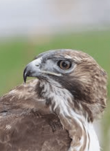 木が芽吹く月 Red Hawk 3月21日 4月19日 真純 Note 木が芽吹く月 Red Hawk 3月21日 4月19日 真純 Note