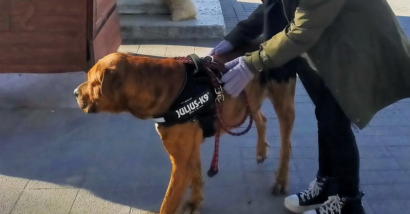 フランス人と犬 Nao Note