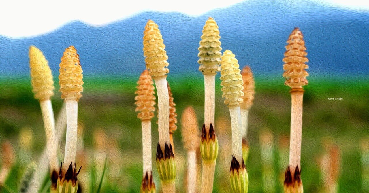 3月6日 誕生花は土筆 誕生花短歌 御子柴 流歌 Note 3月6日 誕生花は土筆 誕生花短歌 御子柴 流歌 Note