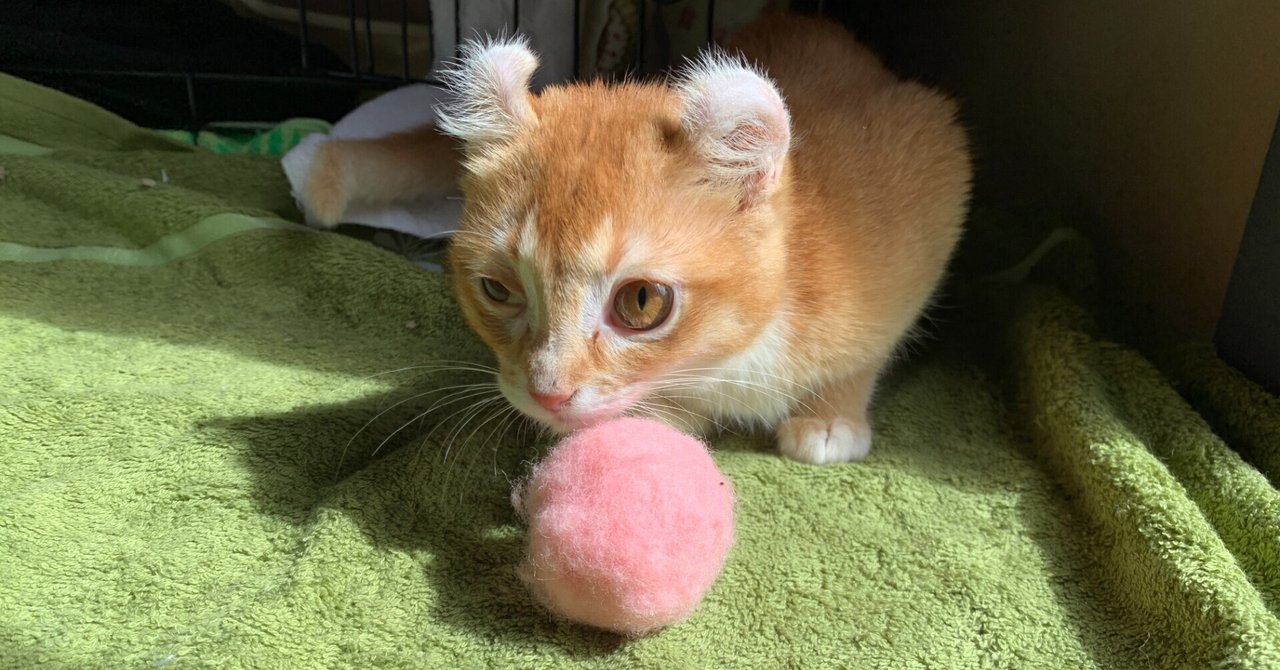coo rikuの 保護猫 を保護して里親になった話 その後 中村 note