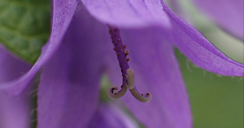 カンパニュラ ラプンクロイデス の新着タグ記事一覧 Note つくる つながる とどける