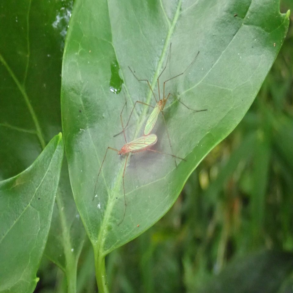 ガガンボとは 最弱の虫から学ぶこと むしゴリラ Note