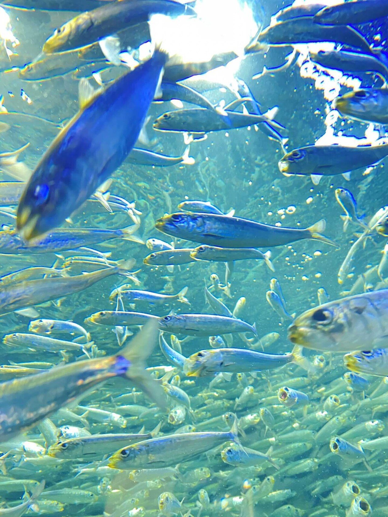 サンシャイン水族館といえば空飛ぶペンギン そら かたるもの Note