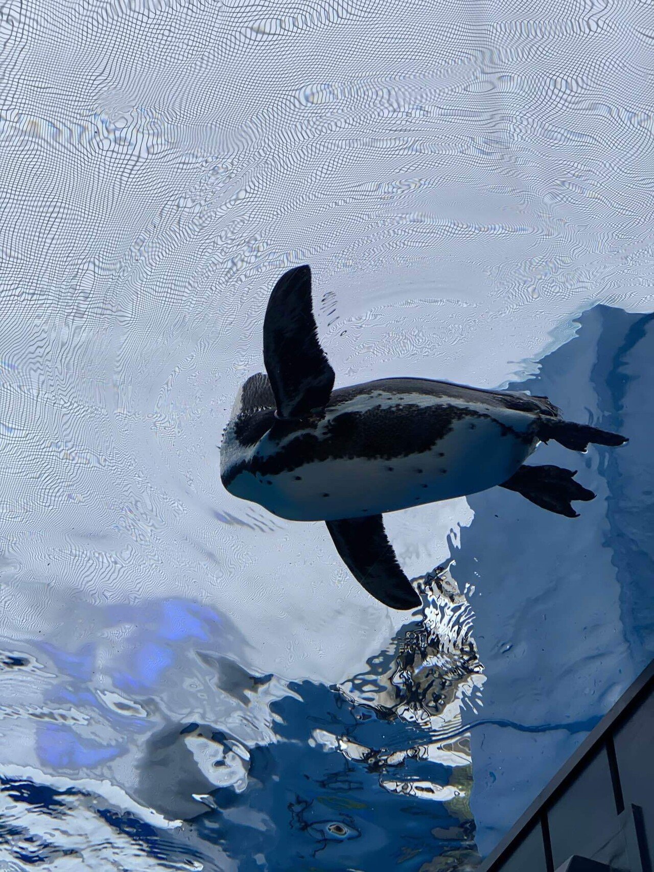 サンシャイン水族館といえば空飛ぶペンギン そら かたるもの Note