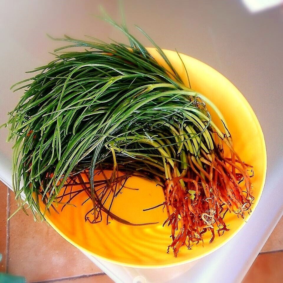 オカヒジキのイタリアンレシピ5種 Yumina イタリア移住した料理好きの毎日 Note オカヒジキのイタリアンレシピ5種 Yumina イタリア移住した料理好きの毎日 Note