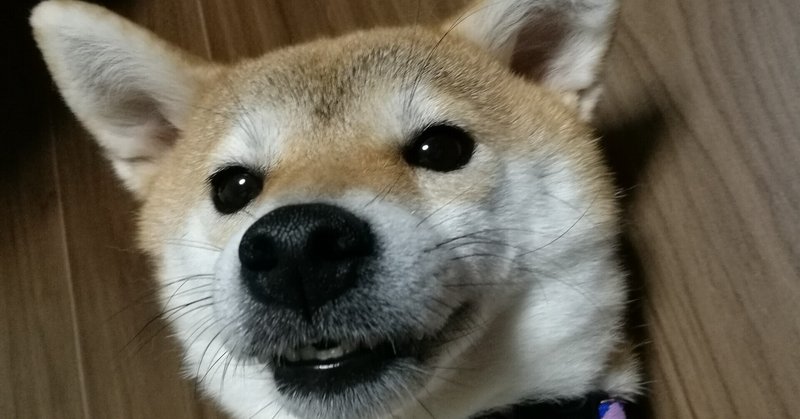 お手 を英語で言うと Bilingual Shiba Sandie Note お手 を英語で言うと Bilingual Shiba Sandie Note