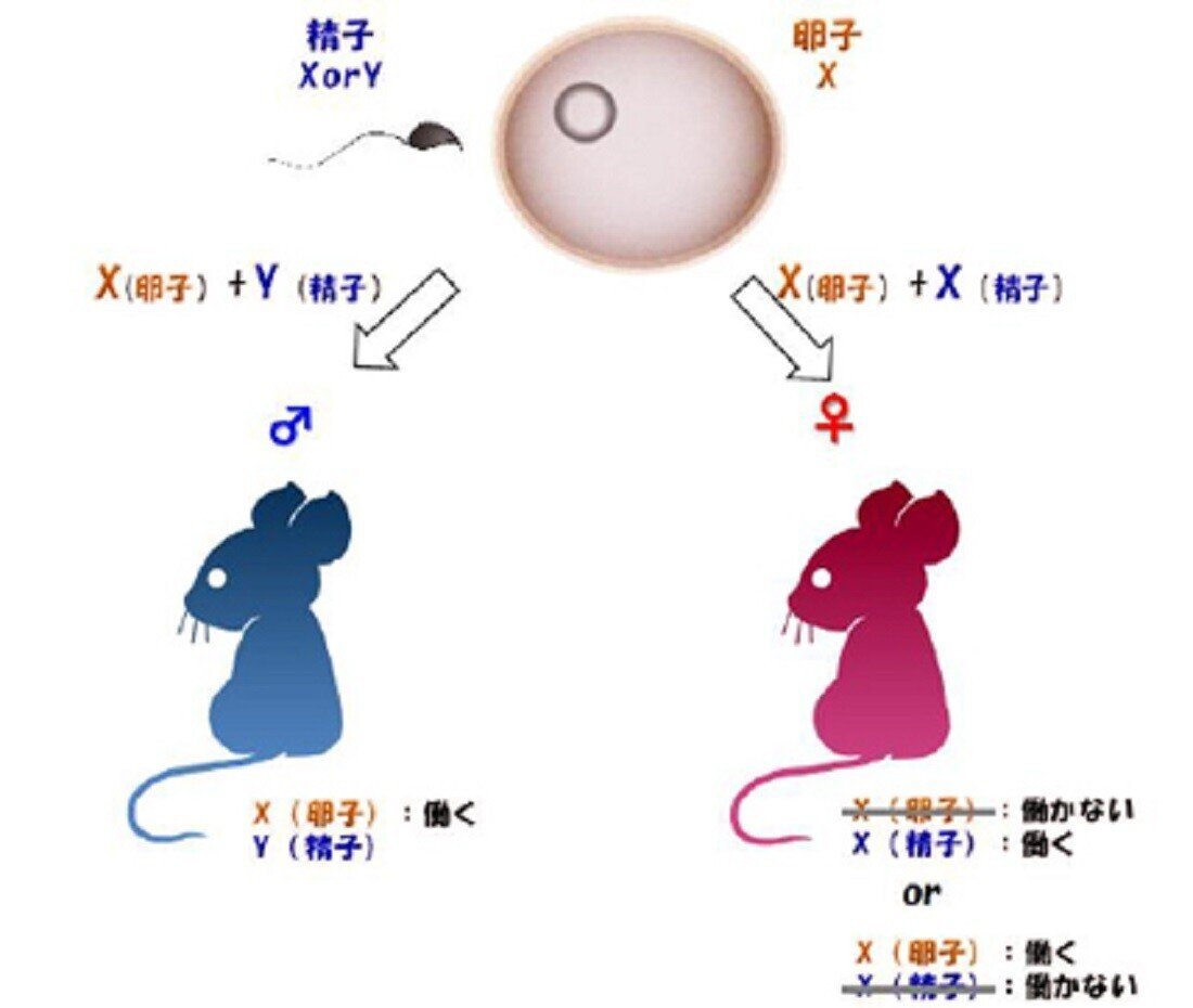 男は無くなる！－父⇒息子に伝わるＹ染色体遺伝子が消滅の衝撃！｜oichan