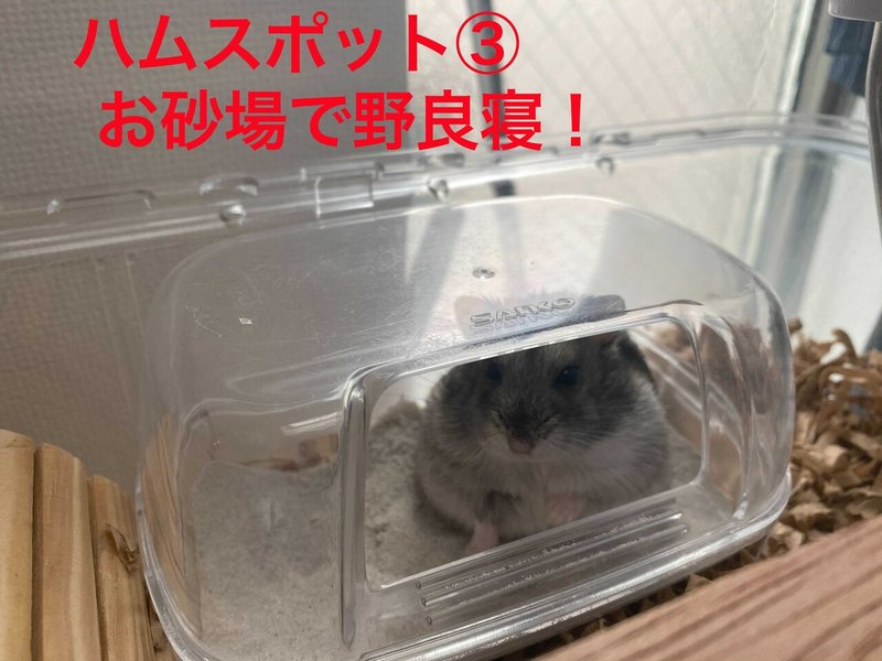 ハムスター飼育日記316日目と229日目 21 3 6 サトウショウヘイ Note ハムスター飼育日記316日目と229日目 21 3 6 サトウショウヘイ Note