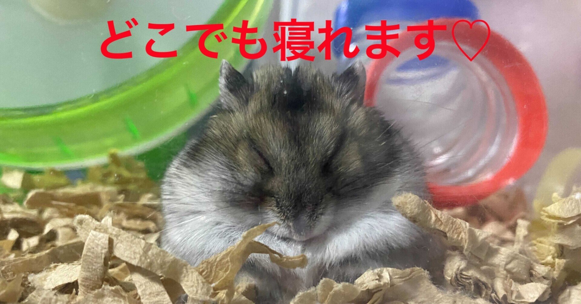 ハムスター飼育日記316日目と229日目（2021/3/6）｜サトウショウヘイ