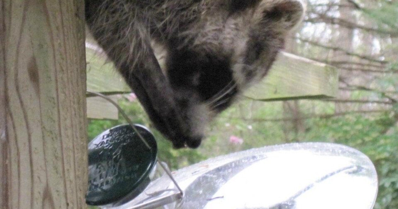 アライグマは熊ではなく タヌキの親戚でもない シマフィー Note