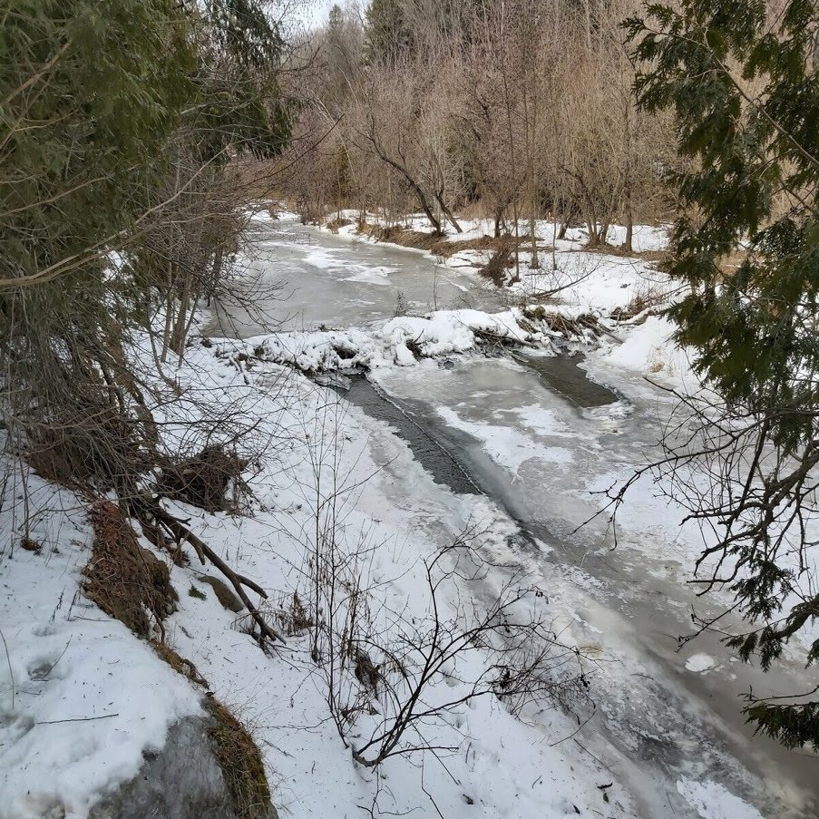 ３ ６完全凍結シートン トレイル トロント近郊 ビーバー ダムも凍結 でもビーバーは元気 たなかよしあき Note