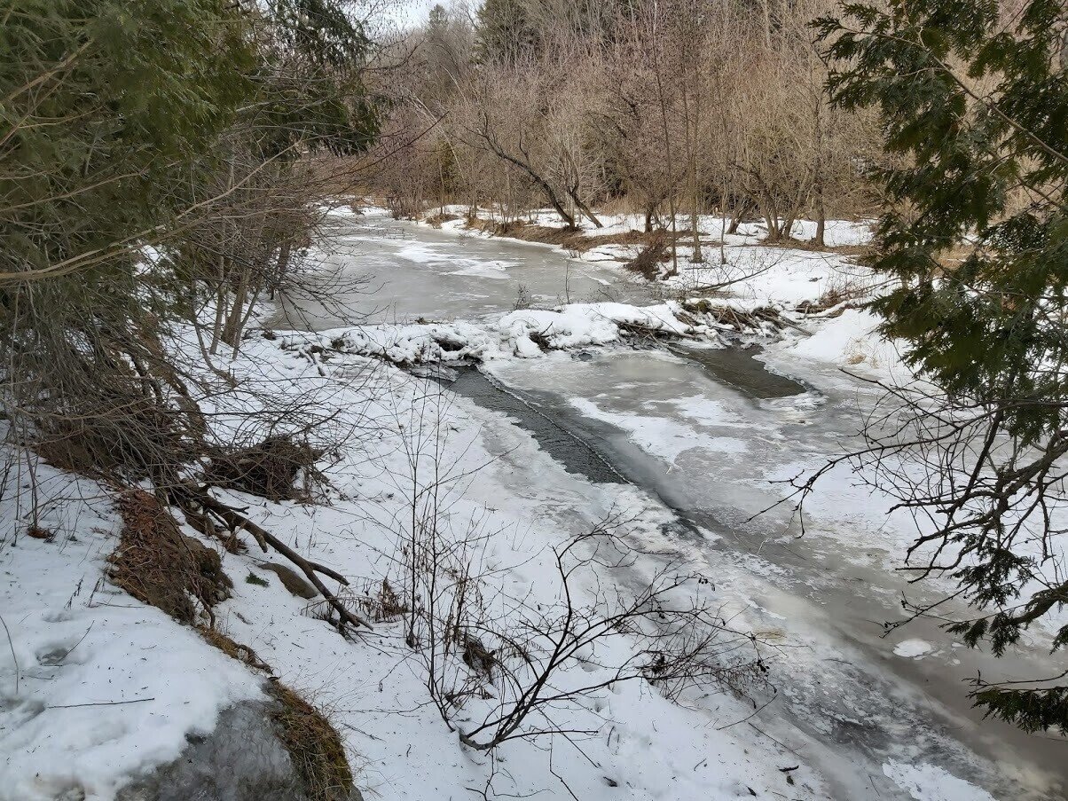 3 6完全凍結シートン トレイル トロント近郊 ビーバー ダムも凍結 でもビーバーは元気 たなかよしあき Note 3 6完全凍結シートン トレイル トロント近郊 ビーバー ダムも凍結 でもビーバーは元気 たなかよしあき Note