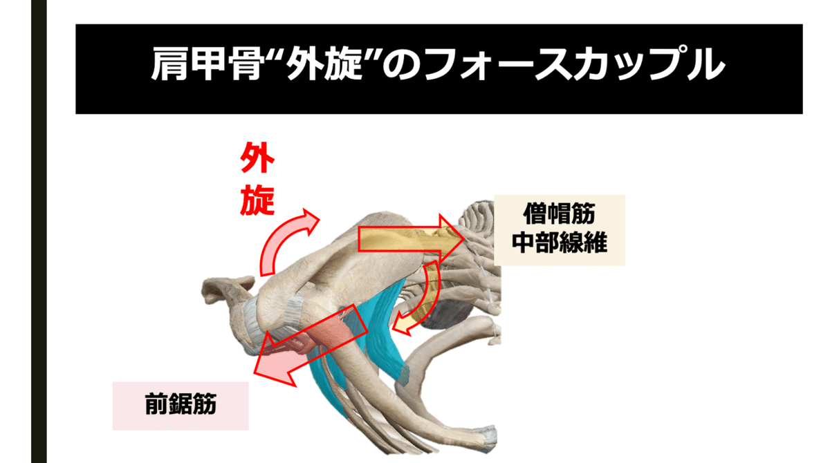 肩甲骨外旋　筋収縮