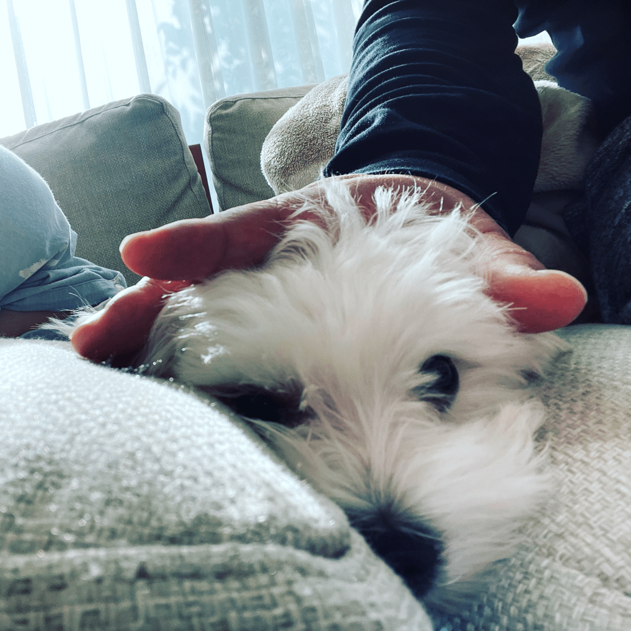 犬を撫でる 鈴麻呂 Note 犬を撫でる 鈴麻呂 Note