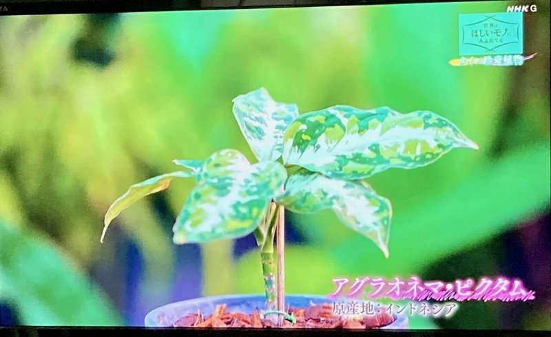 せかほし 今 ジワジワ来てる 珍奇植物 アート Shikisailc 輝装心クリエイター Note