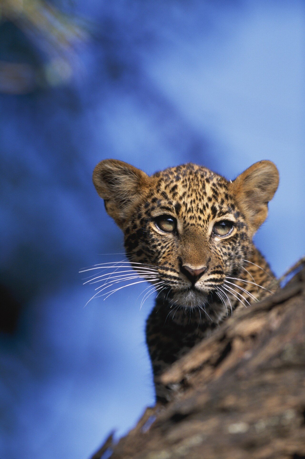 美しきヒョウの母子 写真集 サバンナのネコ ミニギャラリー5 Hb ホーム社文芸図書webサイト 美しきヒョウの母子 写真集 サバンナのネコ ミニギャラリー5 Hb ホーム社文芸図書webサイト