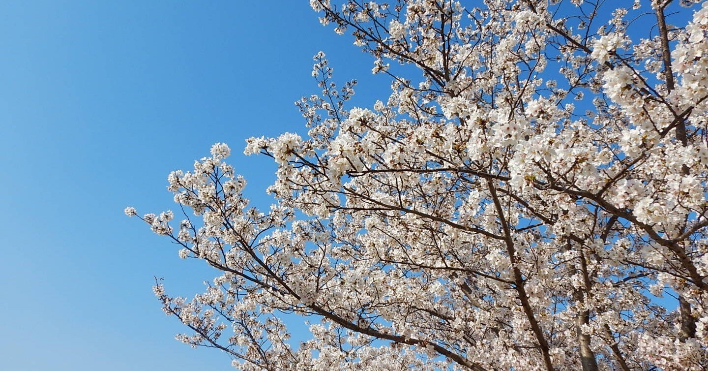石川淳 山桜 は上田秋成 青頭巾 谷崎潤一郎 蘆刈 と同じ結末の構造だった 創作の秘密を探ってみました Jinetsuki Note 石川淳 山桜 は上田秋成 青頭巾 谷崎潤一郎 蘆刈 と同じ結末の構造だった 創作の秘密を探ってみました Jinetsuki Note