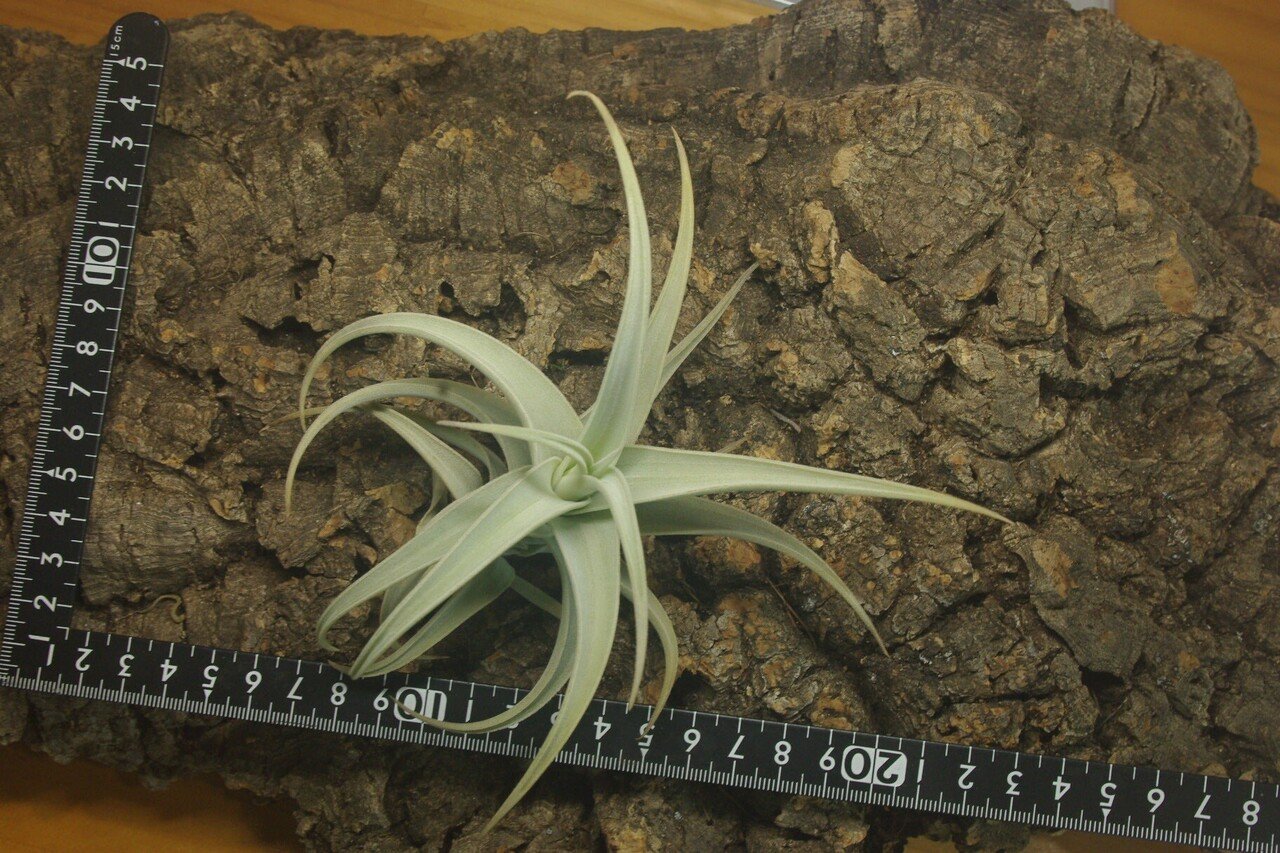 Tillandsia incurva チランジア インクルバ