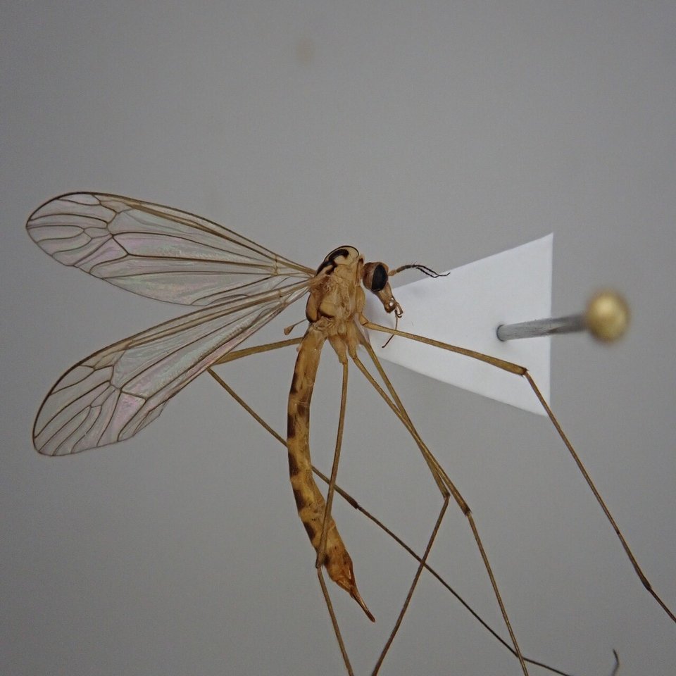 ガガンボとは 最弱の虫から学ぶこと むしゴリラ Note