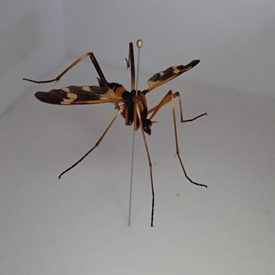 ガガンボとは 最弱の虫から学ぶこと むしゴリラ Note