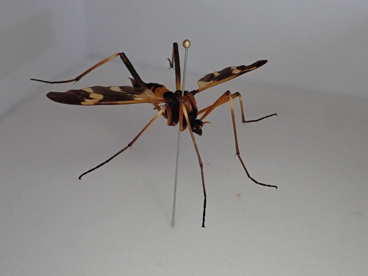 ガガンボとは 最弱の虫から学ぶこと むしゴリラ Note ガガンボとは 最弱の虫から学ぶこと むしゴリラ Note