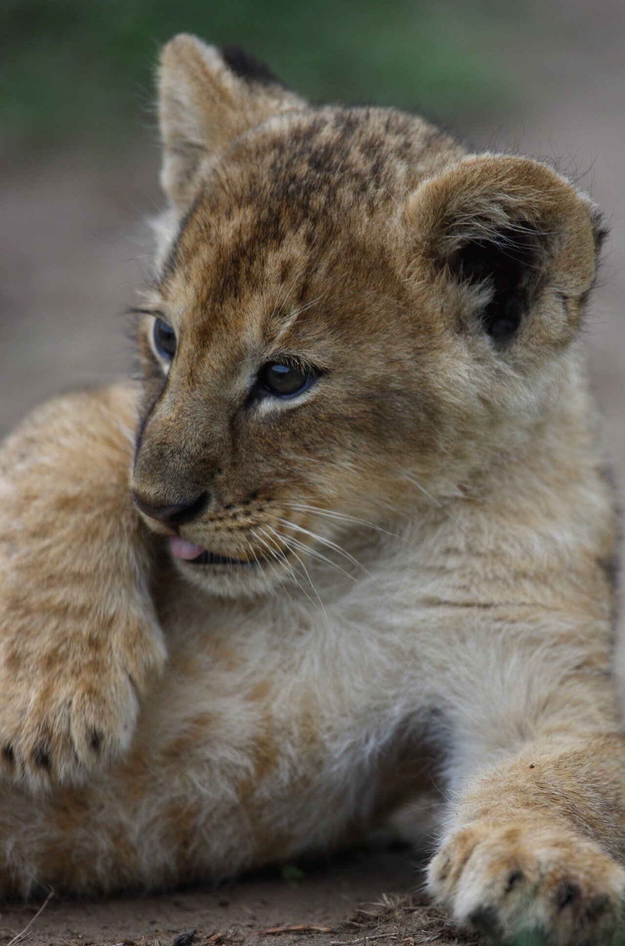 すくすく育つ子ライオン 写真集 サバンナのネコ ミニギャラリー３ Hb ホーム社文芸図書webサイト