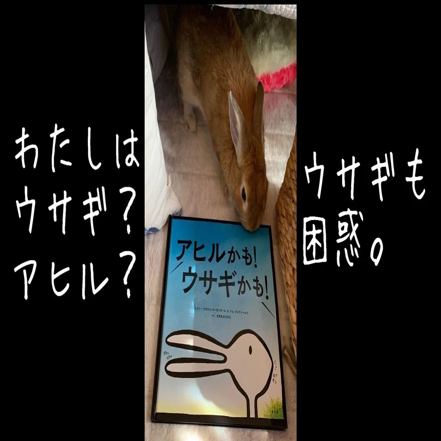読み聞かせで大盛り上がり だまし絵の絵本 アヒルかも ウサギかも 光文社新書