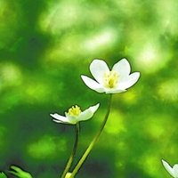 11月23日 誕生花は極楽鳥花 誕生花短歌 御子柴 流歌 Note