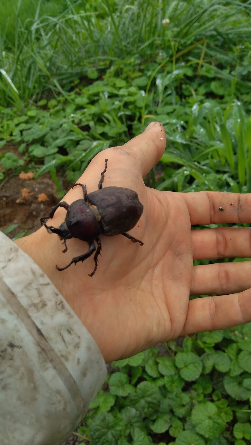夜のコンビニと虫の走光性 佐々木悠介 宮城県石巻市地域おこし協力隊 Note 夜のコンビニと虫の走光性 佐々木悠介 宮城県石巻市地域おこし協力隊 Note