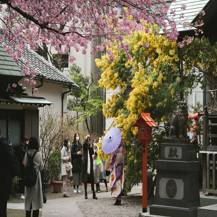 新フォトスポット ミモザと桜が咲き誇る蔵前神社 岩田 量自 Note