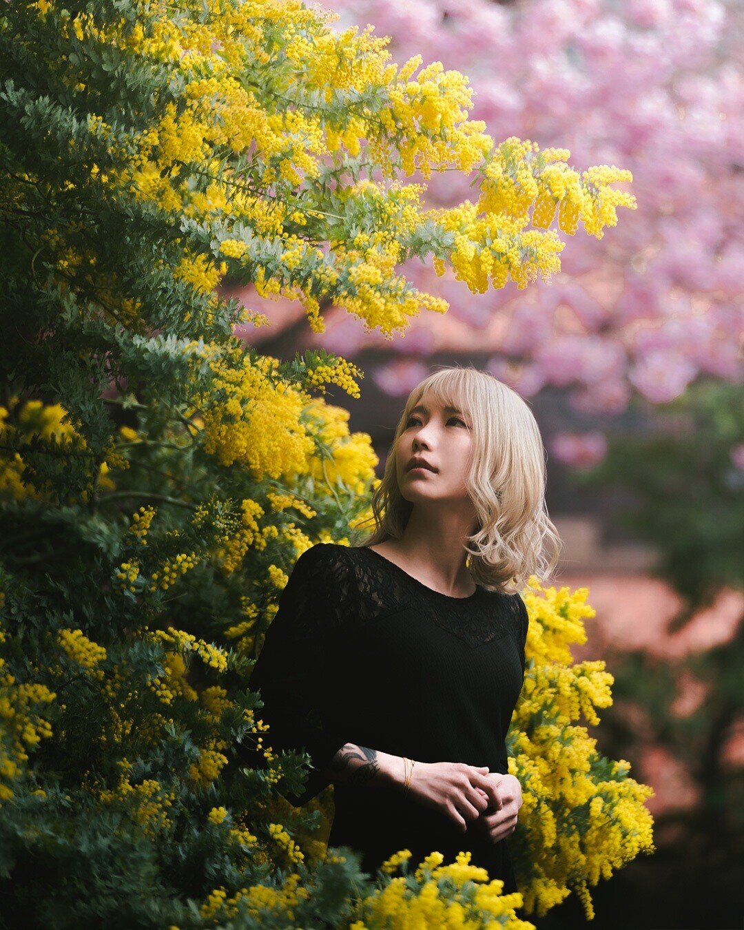 新フォトスポット ミモザと桜が咲き誇る蔵前神社 岩田 量自 Note 新フォトスポット ミモザと桜が咲き誇る蔵前神社 岩田 量自 Note