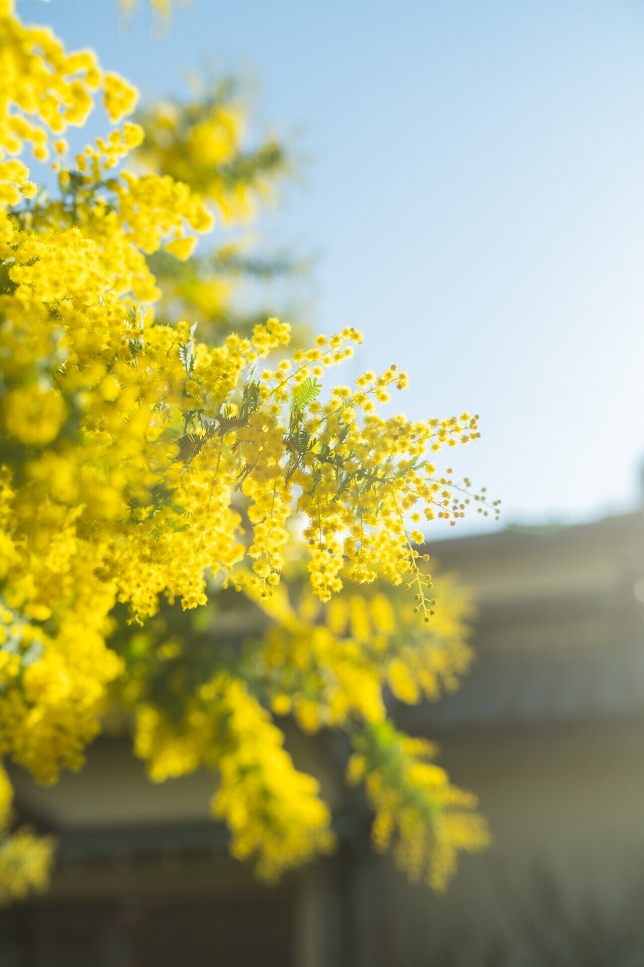 新フォトスポット ミモザと桜が咲き誇る蔵前神社 岩田 量自 Note 新フォトスポット ミモザと桜が咲き誇る蔵前神社 岩田 量自 Note